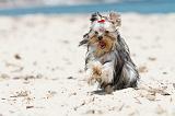 YORKSHIRE TERRIER 108